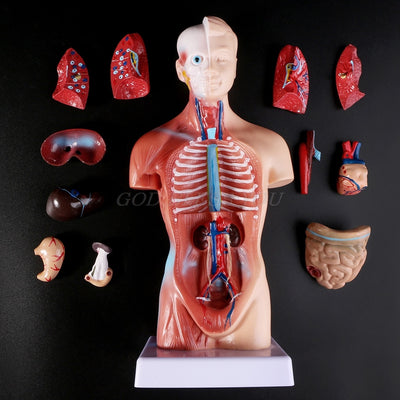 Torse Humain Torso Body Model Anatomy Anatomical Medical Internal Organs For Teaching