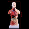 Torse Humain Torso Body Model Anatomy Anatomical Medical Internal Organs For Teaching